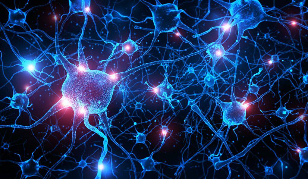 Nerve Growth Factor (NGF) Nourishment